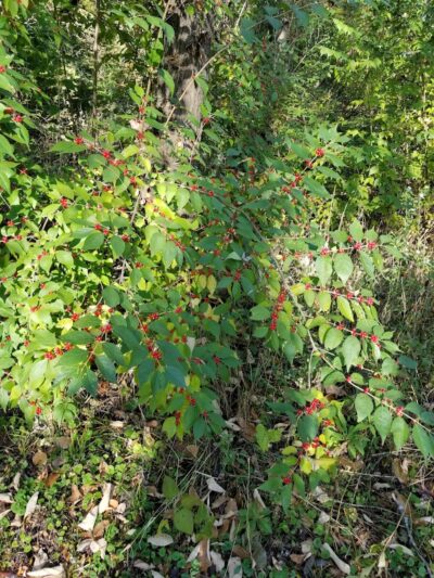 Ratcliff Park - Lewistown, IL