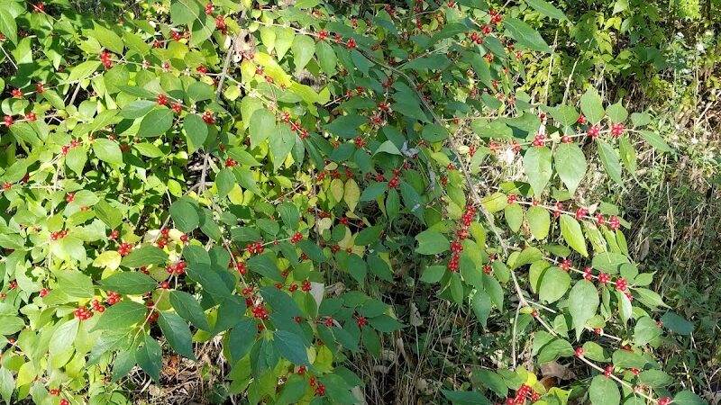 Ratcliff Park - Lewistown, IL