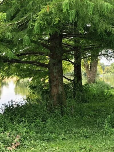 Jacobson Park - Lexington, KY