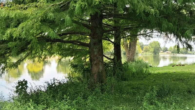 Jacobson Park - Lexington, KY