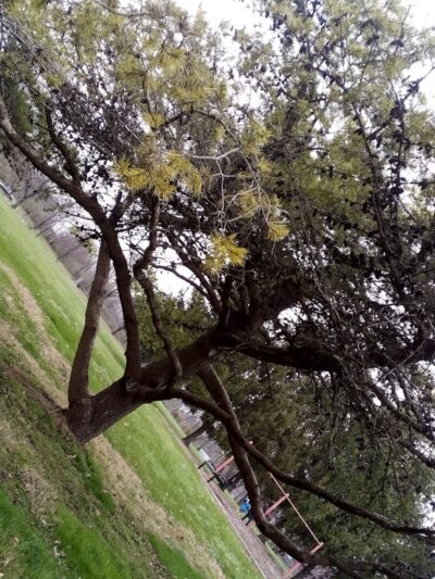 Addison Park - Lexington, KY