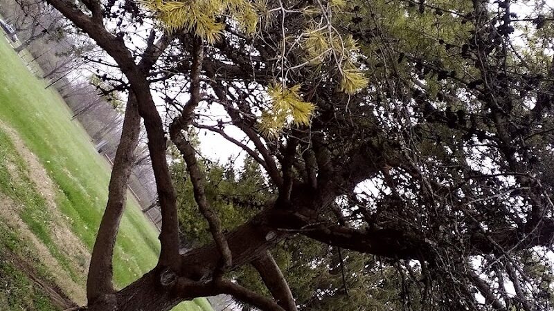 Addison Park - Lexington, KY