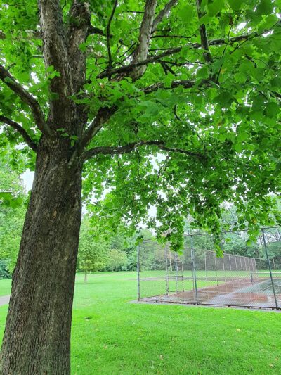 Addison Park - Lexington, KY