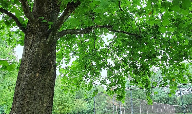 Addison Park - Lexington, KY