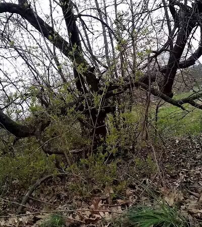 Addison Park - Lexington, KY