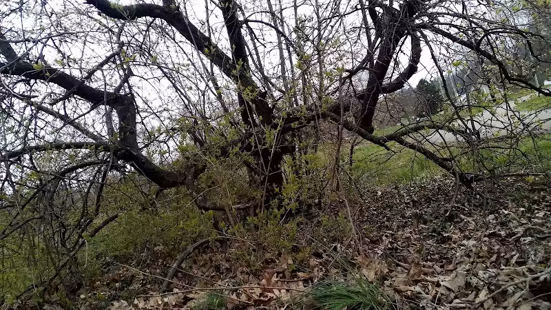 Addison Park - Lexington, KY