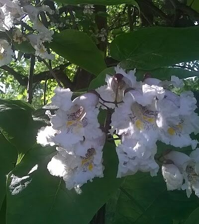 Coolavin Park - Lexington, KY