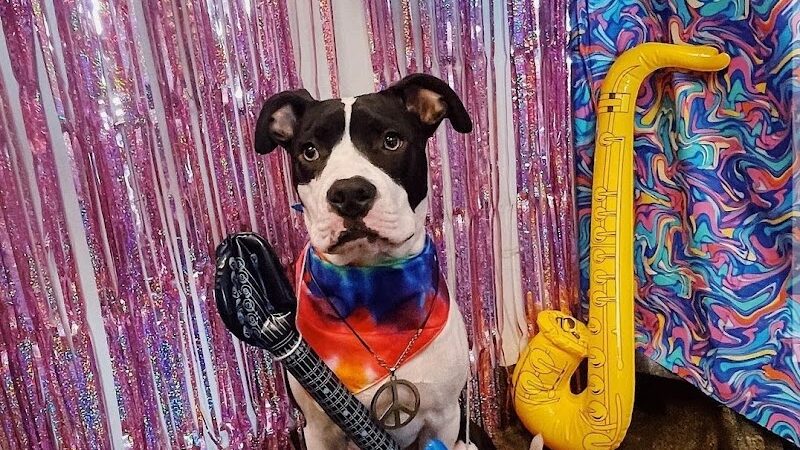 Dogtopia of Lexington - Lexington, KY