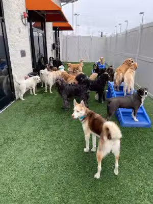 Dogtopia of Lexington - Lexington, KY