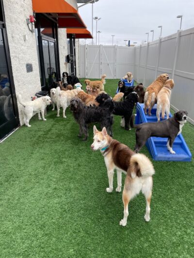 Dogtopia of Lexington - Lexington, KY