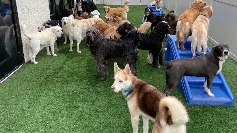 Dogtopia of Lexington - Lexington, KY