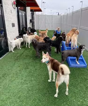 Dogtopia of Lexington - Lexington, KY