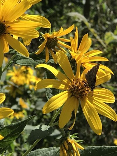 Dogwood Park - Lexington, KY