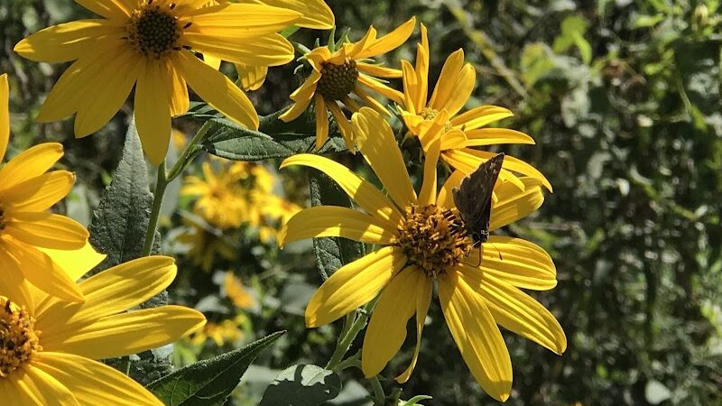 Dogwood Park - Lexington, KY