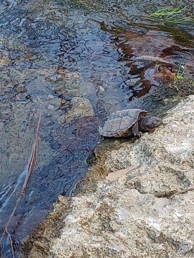 Harrods Hill Park - Lexington, KY