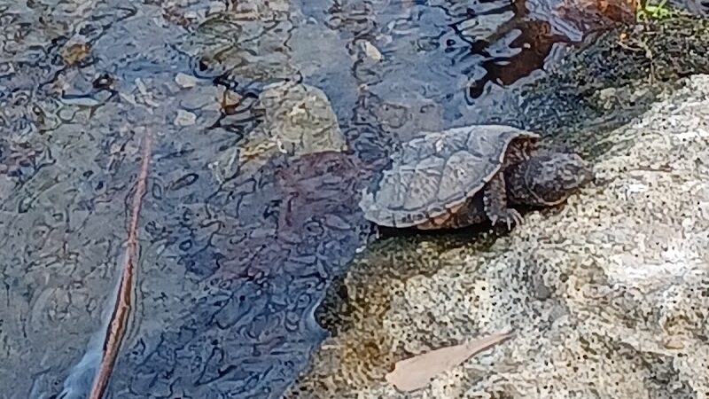 Harrods Hill Park - Lexington, KY