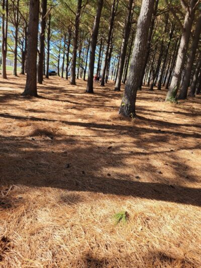 Jacobson Park - Lexington, KY