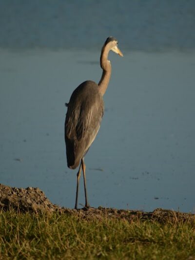 Jacobson Park - Lexington, KY