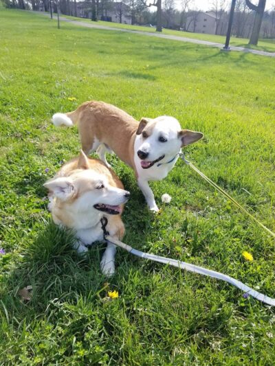 Kirklevington Park - Lexington, KY