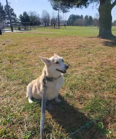 Kirklevington Park - Lexington, KY