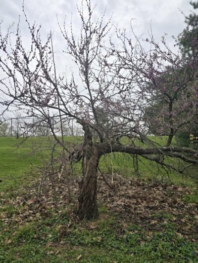 Lansdowne Merrick Park - Lexington, KY