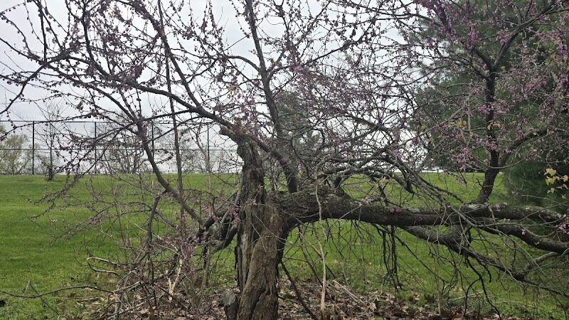 Lansdowne Merrick Park - Lexington, KY