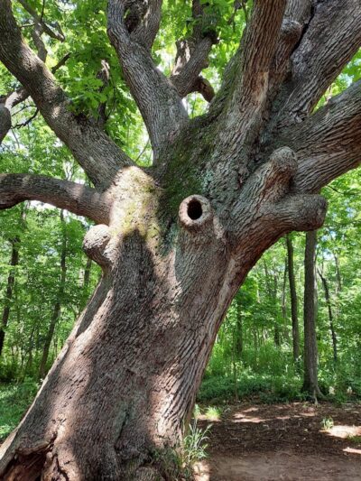 McConnell Springs Park - Lexington, KY