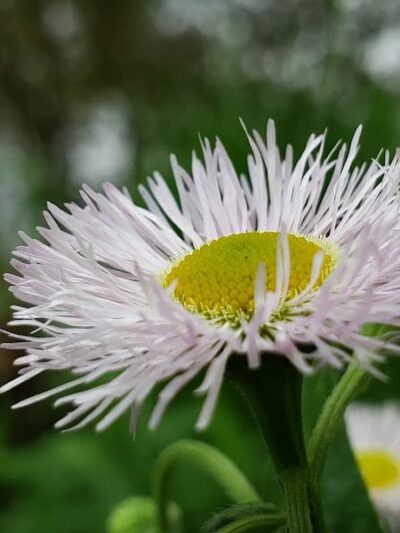 Meadowbrook Park - Lexington, KY