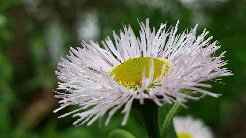 Meadowbrook Park - Lexington, KY
