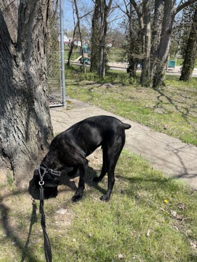 Meadowbrook Park - Lexington, KY