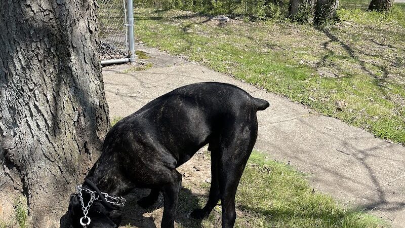 Meadowbrook Park - Lexington, KY