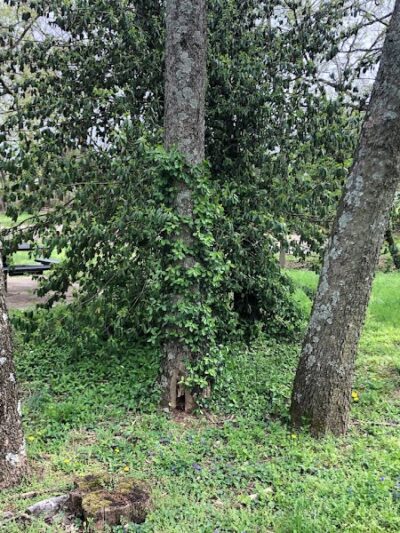 Meadowbrook Park - Lexington, KY