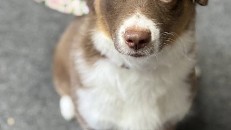 Off Leash K9 Training Lexington - Lexington, KY