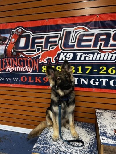 Off Leash K9 Training Lexington - Lexington, KY