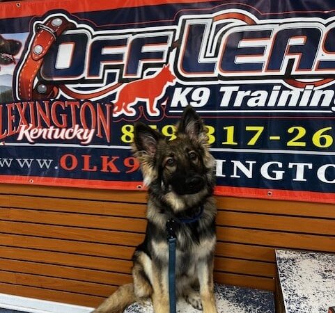 Off Leash K9 Training Lexington - Lexington, KY