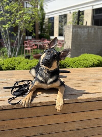Off Leash K9 Training Lexington - Lexington, KY