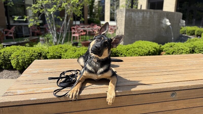 Off Leash K9 Training Lexington - Lexington, KY