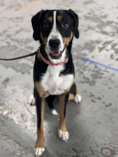 Off Leash K9 Training Lexington - Lexington, KY