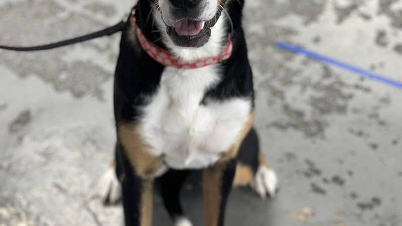 Off Leash K9 Training Lexington - Lexington, KY