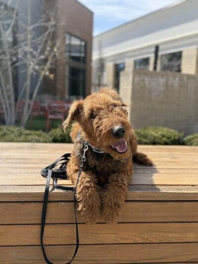 Off Leash K9 Training Lexington - Lexington, KY