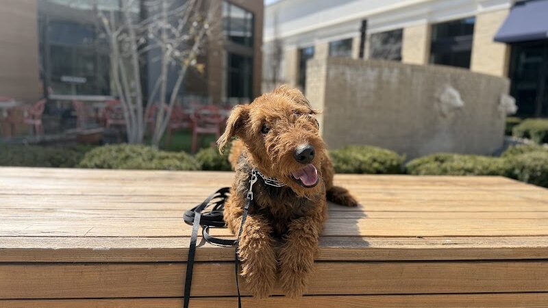 Off Leash K9 Training Lexington - Lexington, KY
