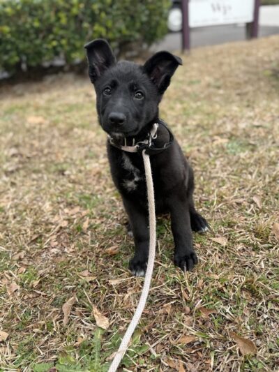 Off Leash K9 Training Lexington - Lexington, KY