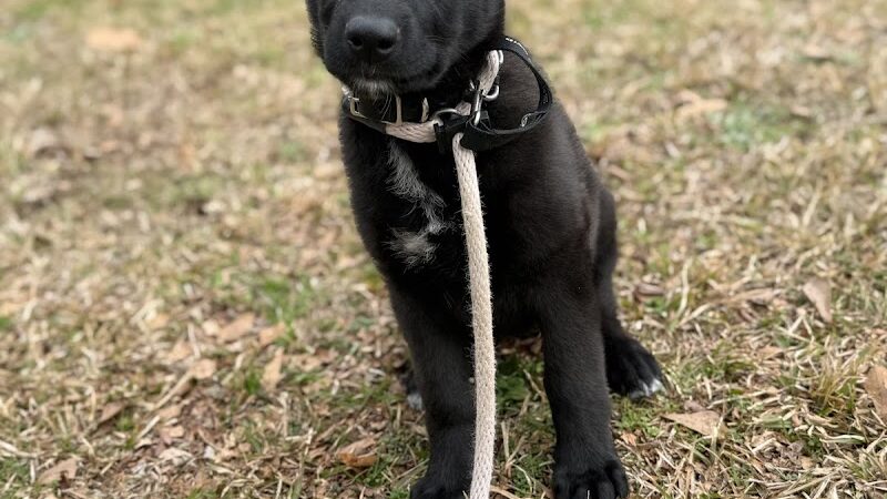 Off Leash K9 Training Lexington - Lexington, KY