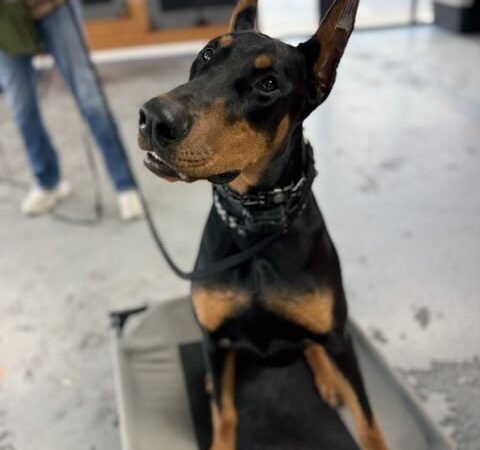 Off Leash K9 Training Lexington - Lexington, KY