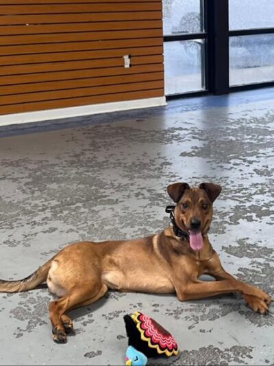 Off Leash K9 Training Lexington - Lexington, KY