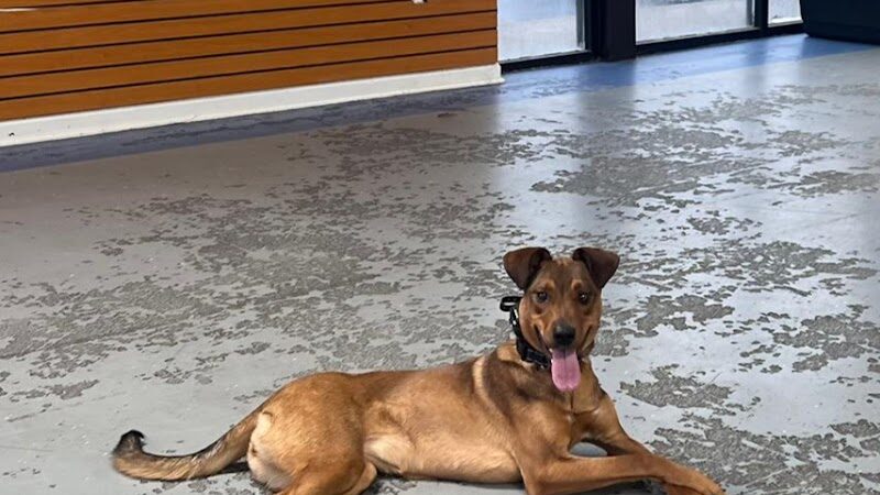 Off Leash K9 Training Lexington - Lexington, KY