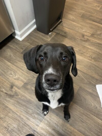 Off Leash K9 Training Lexington - Lexington, KY