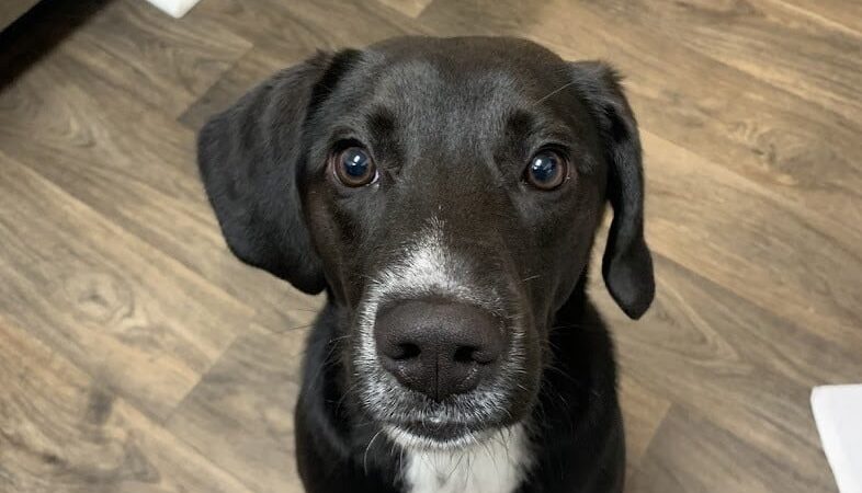 Off Leash K9 Training Lexington - Lexington, KY