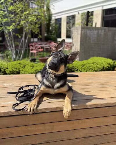 Off Leash K9 Training Lexington - Lexington, KY