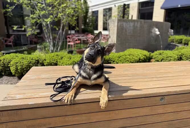 Off Leash K9 Training Lexington - Lexington, KY